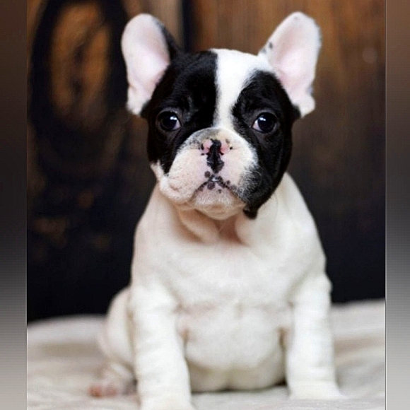 Christmas Tree Ornament Adorable French Bulldog Pup Figurine Red & White Scarf - Picture 13 of 16